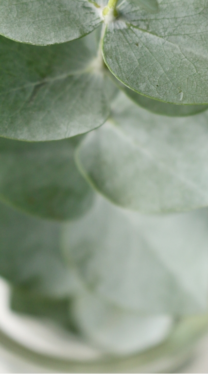 Eucalyptus green background