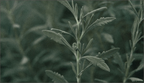 Leafy green background image