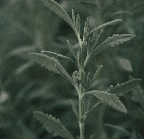 Leafy green background image