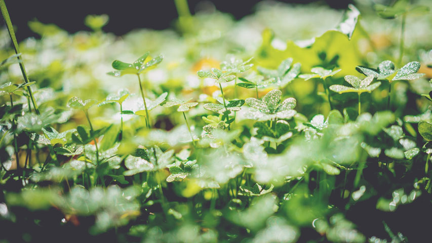 Leafy green background image