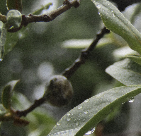 Leafy green background image