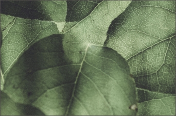 Eucalyptus green background