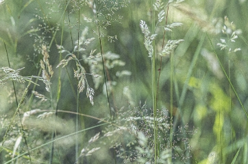 Green grass and wheat field image