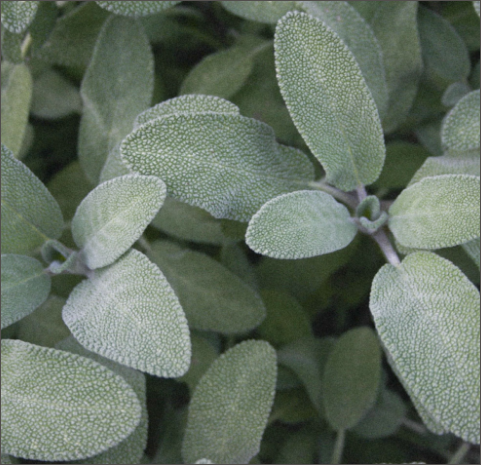 Eucalyptus green background